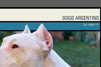 Dogos Argentinos Argentum
