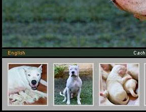 Dogos Argentinos Argentum
