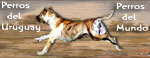 Free Dog Directory - Cani di Uruguay / Dogs of Uruguay / Chiens de l'Uruguay / Uruguaya Hunde - Add your Kennel FREE