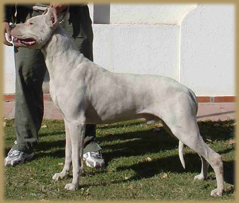 Dogo Argentino Abrojo del Huaico