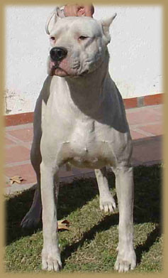 Dogo Argentino Abrojo del Huaico