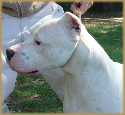 Argentine Dogue Akira del Huaico