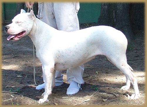 Argentine Dogue Akira del Huaico