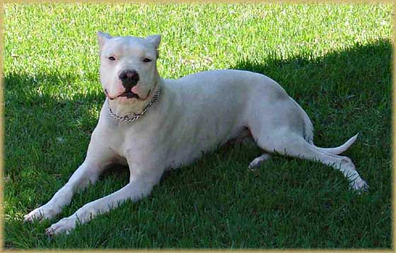 Dogo Argentino Alhue de Argentum