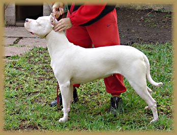 Dogo Argentino CEA Azahar de Argentum