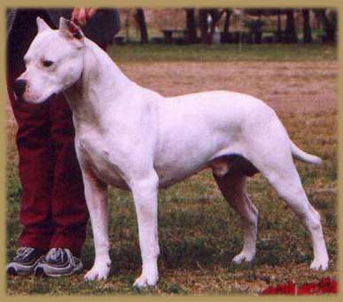 dogo argentino Bombón de los Médanos