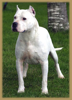 dogo argentino Bombón de los Médanos