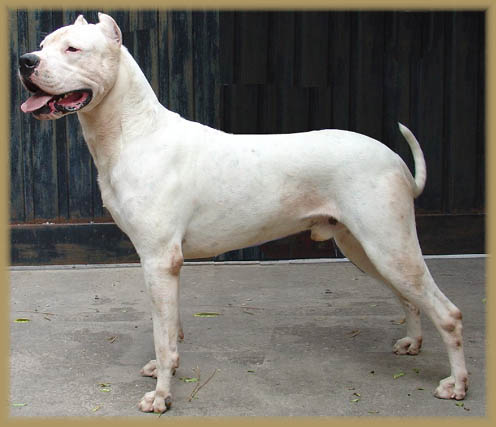 Dogo Argentino BombÃ³n de Don Ata