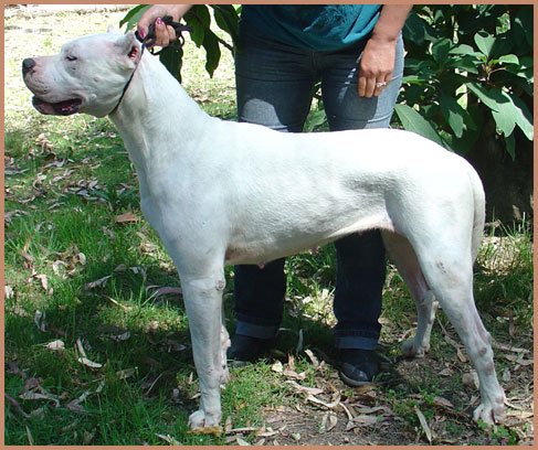 dogos argentinos