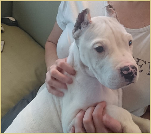 dogo argentino puppy