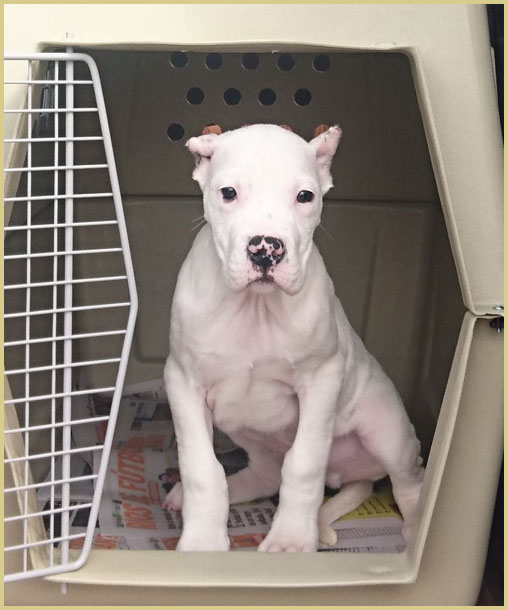 dogo argentino puppy