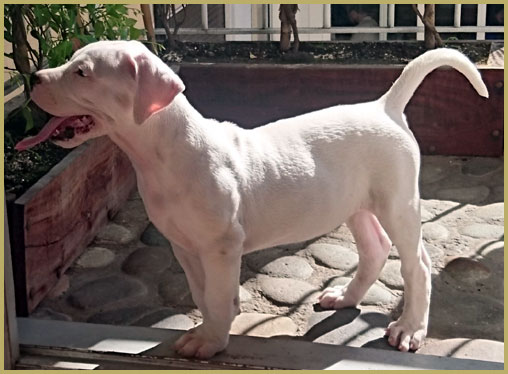 dogo argentino