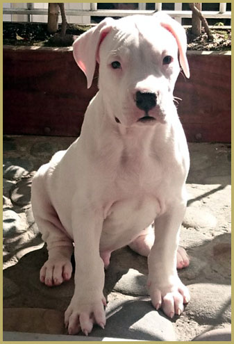 dogo argentino