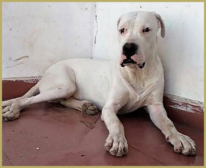 dogo argentino