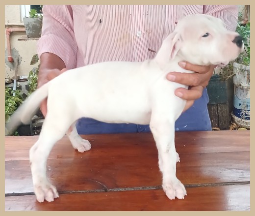 dogos argentinos argentum