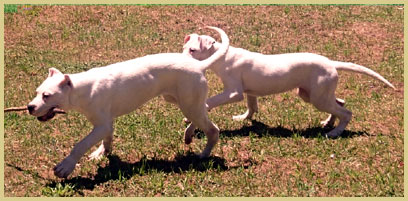 dogo argentino