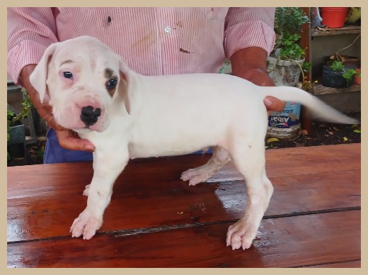 dogos argentinos argentum