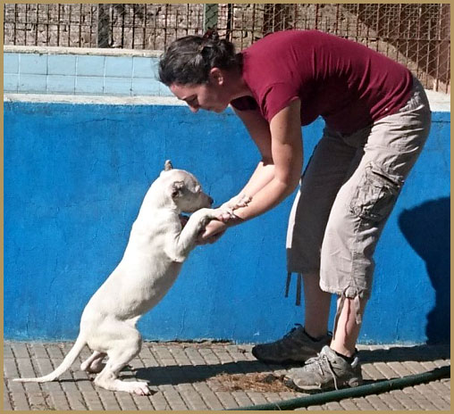 dogo argentino