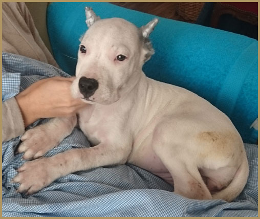 dogo argentino puppy