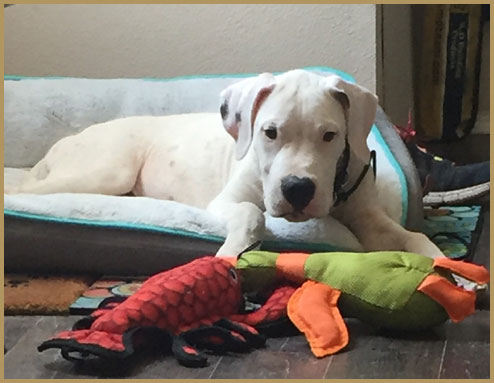 dogo argentino puppy