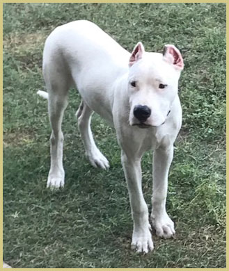 dogo argentino puppy