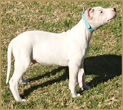 dogo argentino