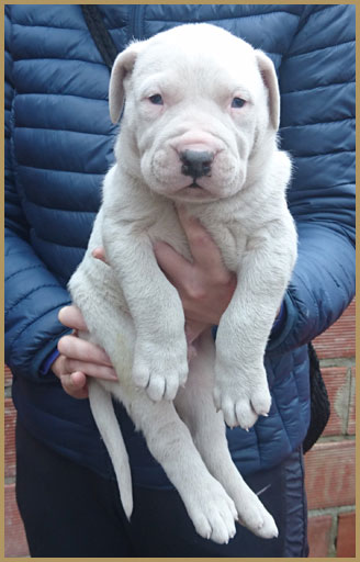 dogo argentino puppy