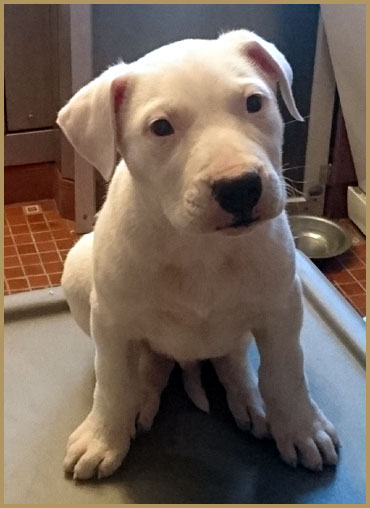 dogo argentino puppy