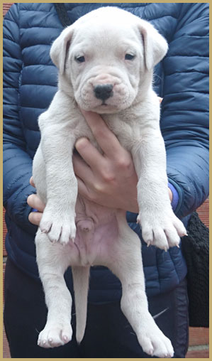 dogo argentino