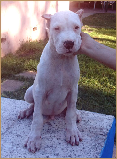 dogo argentino puppy