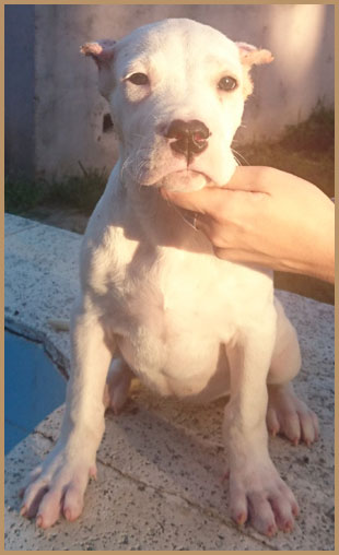 dogo argentino puppy