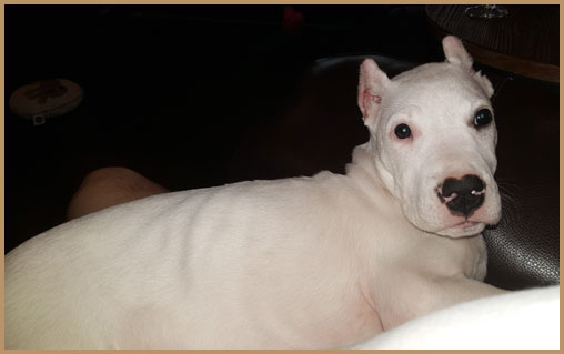 dogo argentino puppy