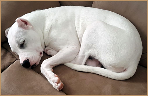 dogo argentino