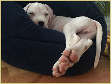 dogo argentino