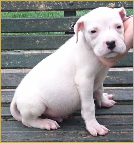 cachorro dogo argentino