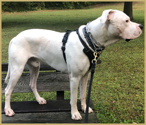 cachorro dogo argentino