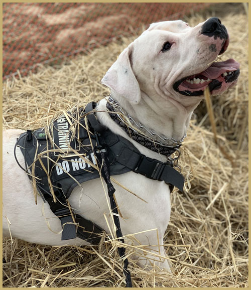 cachorro dogo argentino