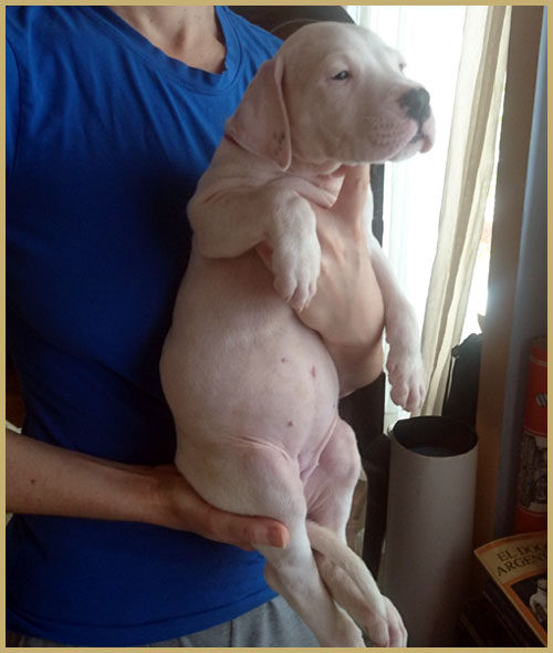 CACHORRO DOGO ARGENTINO