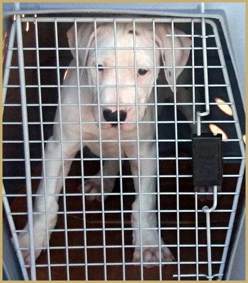 dogo argentino puppy