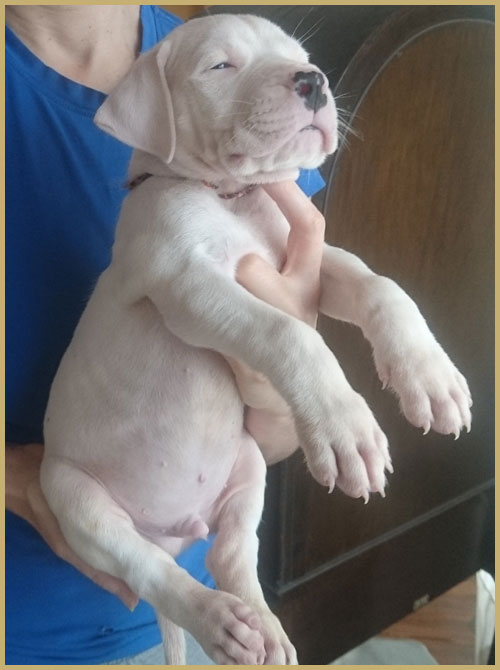 dogo argentino puppy