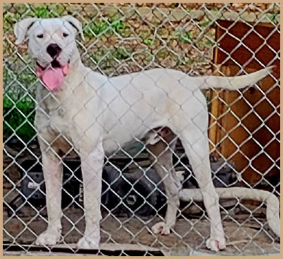 dogo argentino ARGENTUM