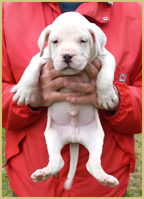 dogo argentino Viktor de Argentum