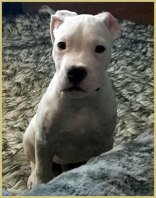 dogo argentino Viktor de Argentum