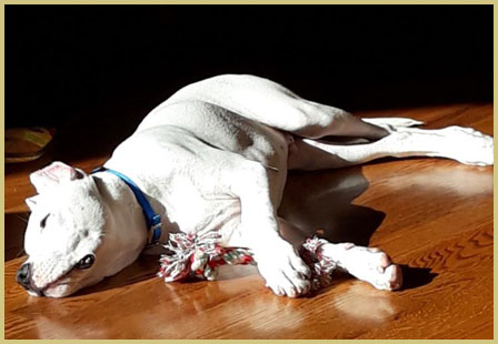 dogo argentino Viktor de Argentum