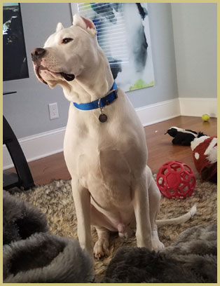 dogo argentino Viktor de Argentum