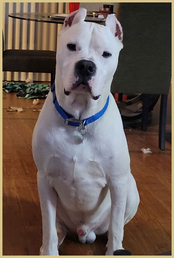 dogo argentino Viktor de Argentum