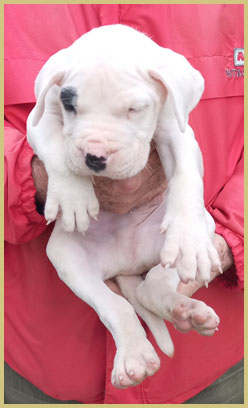 dogo argentino Vince de Argentum