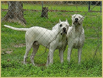 dogo argentino Vince de Argentum