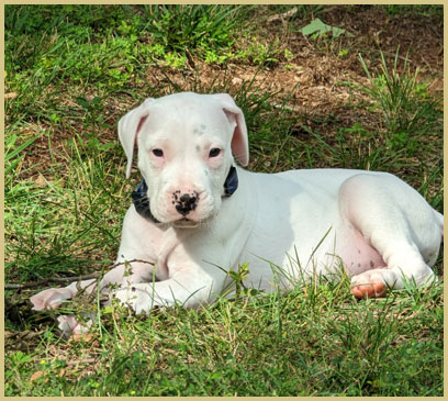 dogo argentino puppy