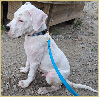 dogo argentino puppy